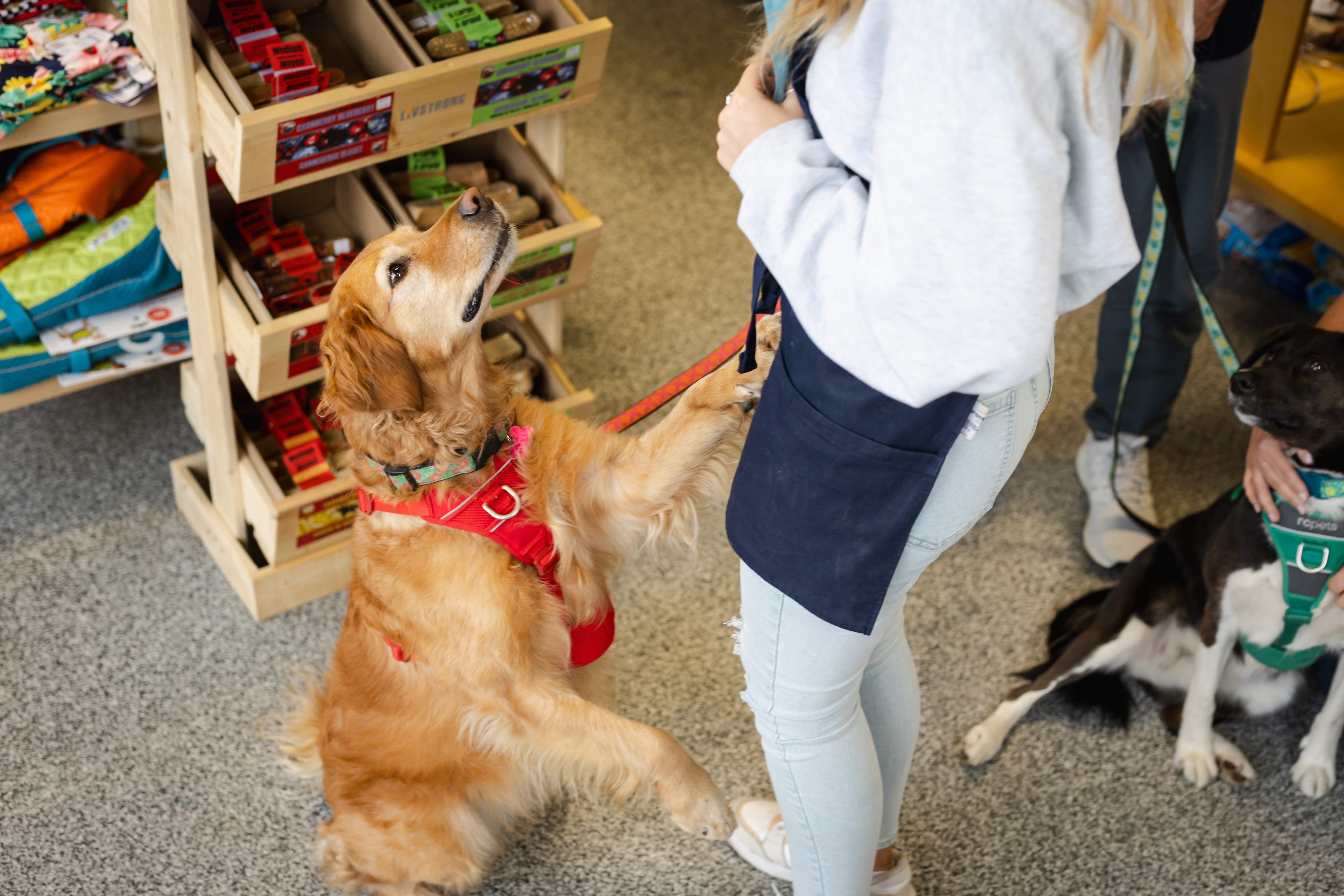 Dog in the Pet Planet Brunette store